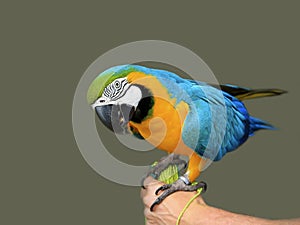 Blue-yellow macaw parrot on the hand. Isolated on the grey