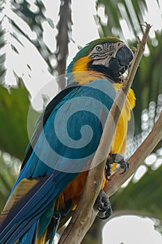 Ara ararauna on the branch. Blue and yellow macaw sitting on a tree. Macaw parrot