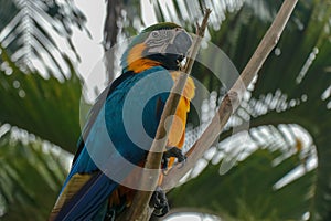 Ara ararauna on the branch. Blue and yellow macaw sitting on a tree. Macaw parrot