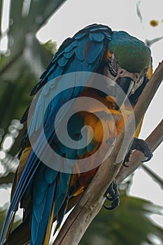 Ara ararauna on the branch. Blue and yellow macaw sitting on a tree. Macaw parrot