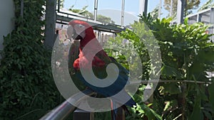 Ara chloropterus red and green macaw resting on a perch in zoo park