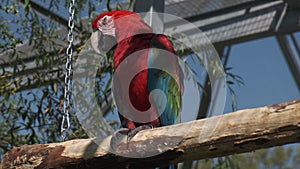 Ara chloropterus red and green macaw resting on a perch in zoo park