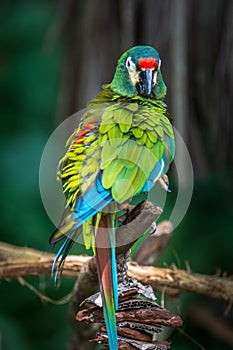 Ara d`Illiger, Blue-winged macaw bire on a branch in Parque das Aves, Foz do Iguacu, Parana state Brazil photo