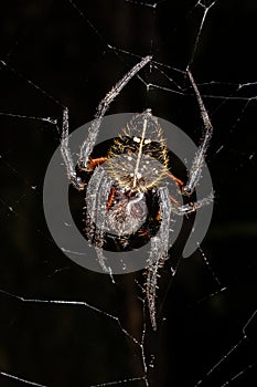 Tejedor de orb tropical (Eriophora fuliginea) photo