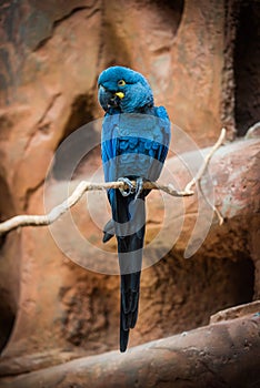 ara hyacint in the zoo