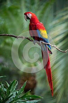 Ara Macao, Scarlet macaw