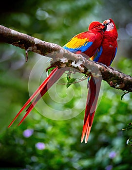 Ara macao, Scarlet Macaw, vertical photo of two red, colorful, big amazonian parrots. Pair of coupling ara macao, showing