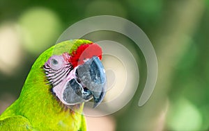 ara macaw parrot bird, copy space. ara macaw parrot outdor. ara macaw parrot outside.