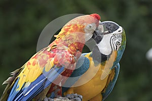 Pappagallo pappagallo 