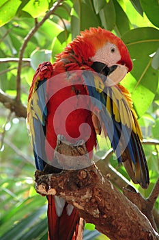 Ara macaw in tree, red parrot