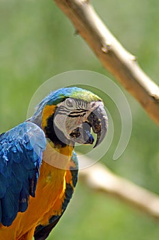 The Ara macaws are large striking parrots with long tails, long narrow wings and vividly coloured plumage