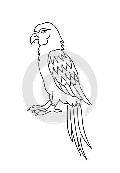 Ara macaws parrots bird. Editable outline stroke. Vector line illustration.