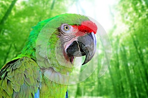 Ara Militaris Military Macaw Green parrot