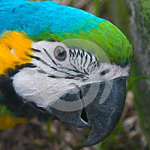 Ara parrot