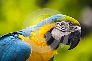 Ara Parrot photo