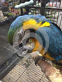 ara parrot photo