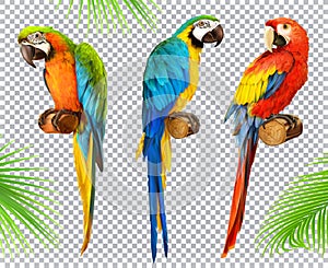 Ara parrot. Macaw. 3d vector icon set