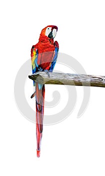 Ara parrot over white background photo