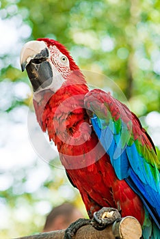 Ara parrot, red blue macaw looking up