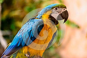 Ara parrot tropical bird