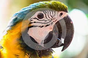 Ara parrot tropical bird