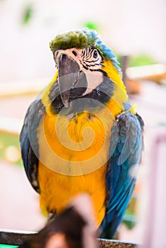 Ara parrot tropical bird