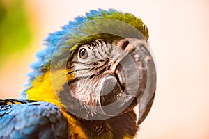 Ara parrot tropical bird