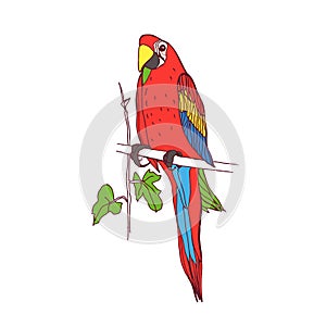 Ara parrot, tropical bird of colorful plumage. Exotic macaw with multicolored feathers. South jungle parakeet sitting on