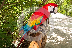 Ara parrot in the wild