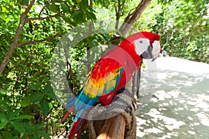 Ara parrot in the wildlife park