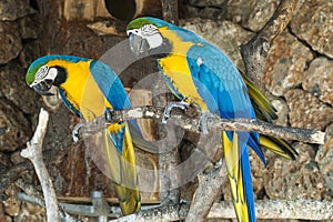 Ara Parrots
