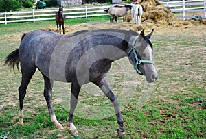 Arab horse with gray ointment goes through the paddock.