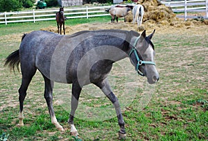 Arab horse with gray ointment goes through the paddock. photo