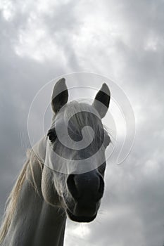 Arab horse head