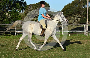 Arab horse with rider