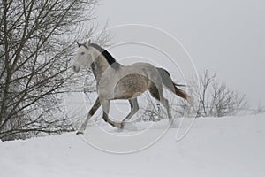 Arab horse on a snow slope hill in winter. In the background are trees