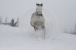 Arab horse on a snow slope hill in winter. In the background are trees and a snag