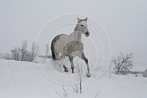 Arab horse on a snow slope hill in winter. The horse runs at a trot in the winter on a snowy slope.