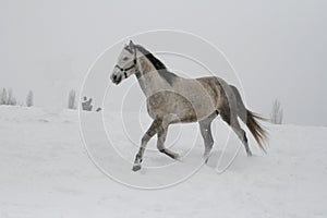 Arab horse on a snow slope hill in winter. The horse runs at a trot in the winter on a snowy slope.