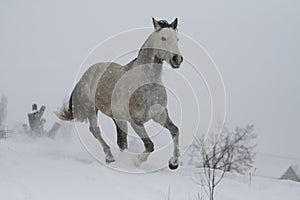 Arab horse on a snow slope hill in winter. The stallion is a cross between the Trakehner and Arabian breeds.