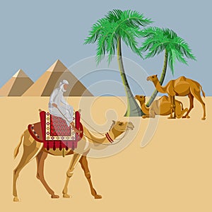 Arab man rides a camel in the desert