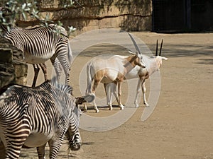 Arab oryx with zebras in the zoo