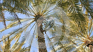 An Arab peasant climbs a palm tree in Al Ain Oasis.