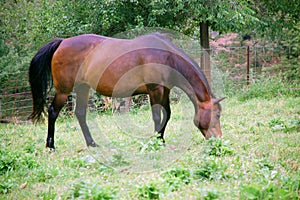 Arab-Quarter horse mixed breed