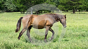 Arab / Quarter Horse Walking through grassy Field