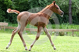 Arab thoroughbred foal