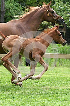 Arab thoroughbred horse