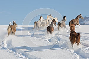 Araber im Schnee