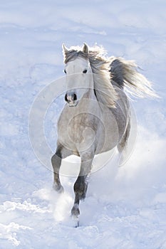 Araber im Schnee