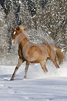 Araber im Schnee